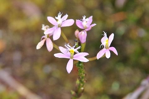 Epidendrum elongatum (Orchidaceae) Ucumari Regional Park, Risaralda, Colombia. Jun 8, 2014.
 Colombia,Epidendrum elongatum,Geotagged,Spring