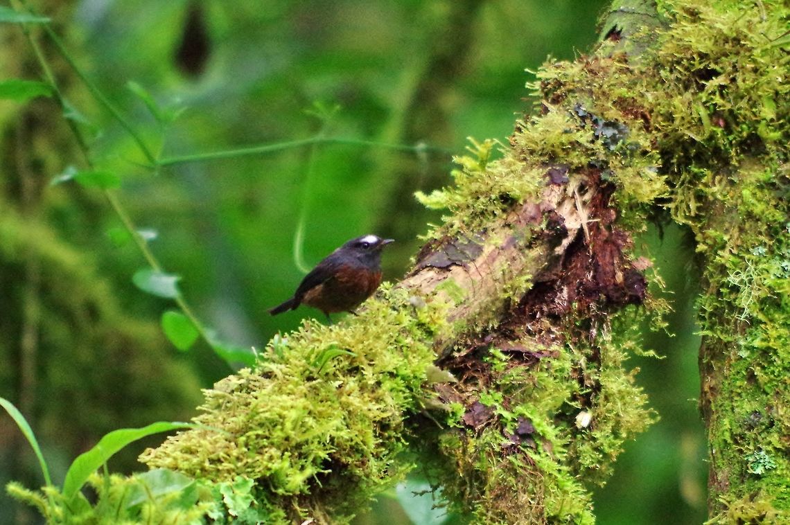 Slaty-backed chat-tyrant (Ochthoeca cinnamomeiventris) Ucumari Regional Park, Risaralda, Colombia. Jun 8, 2014. Colombia,Geotagged,Ochthoeca cinnamomeiventris,Slaty-backed chat-tyrant,Spring