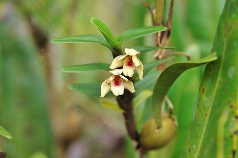 Maxillaria ponerantha (Orchidaceae) Ucumari Regional Park, Risaralda, Colombia. Jun 8, 2014. Colombia,Geotagged,Maxillaria ponerantha,Spring