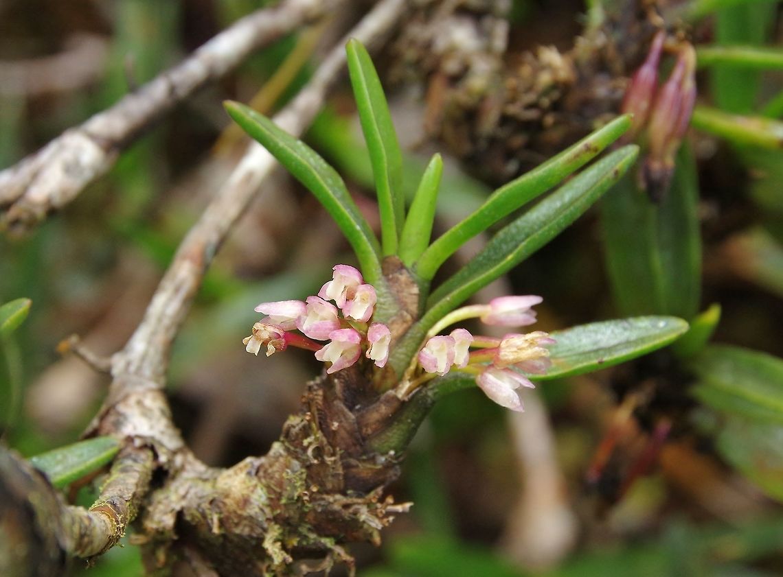 Ornithidium (ex Maxillaria) nubigenum (Orchidaceae) Ucumari Regional Park, Risaralda, Colombia. Jun 8, 2014. Colombia,Geotagged,Ornithidium nubigenum,Spring