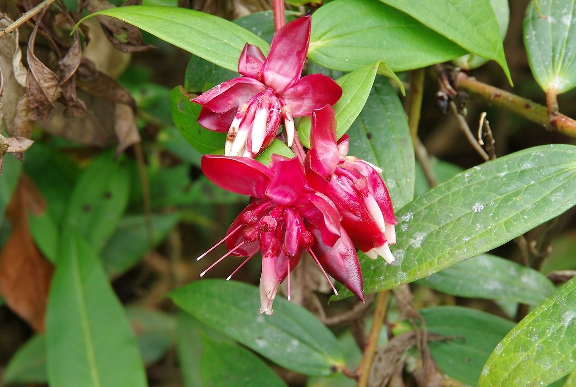 Cavendishia bracteata (Ericaceae) Ucumari Regional Park, Risaralda, Colombia. Jun 8, 2014. Cavendishia bracteata,Colombia,Geotagged,Spring