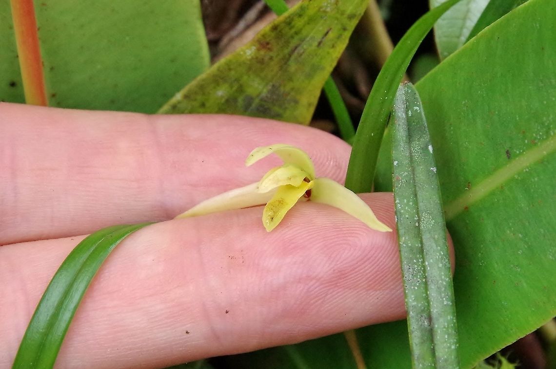 Rhetinantha (ex Maxillaria) acuminata (Orchidaceae) Ucumari Regional Park, Risaralda, Colombia. Jun 8, 2014. Colombia,Geotagged,Maxillaria acuminata,Rhetinantha acuminata,Spring