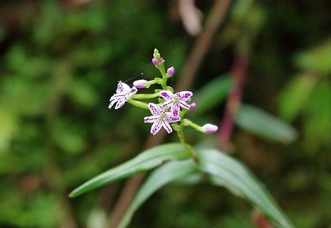 Epidendrum fimbriatum (Orchidaceae) Ucumari Regional Park, Risaralda, Colombia. Jun 8, 2014. Colombia,Epidendrum fimbriatum,Geotagged,Spring