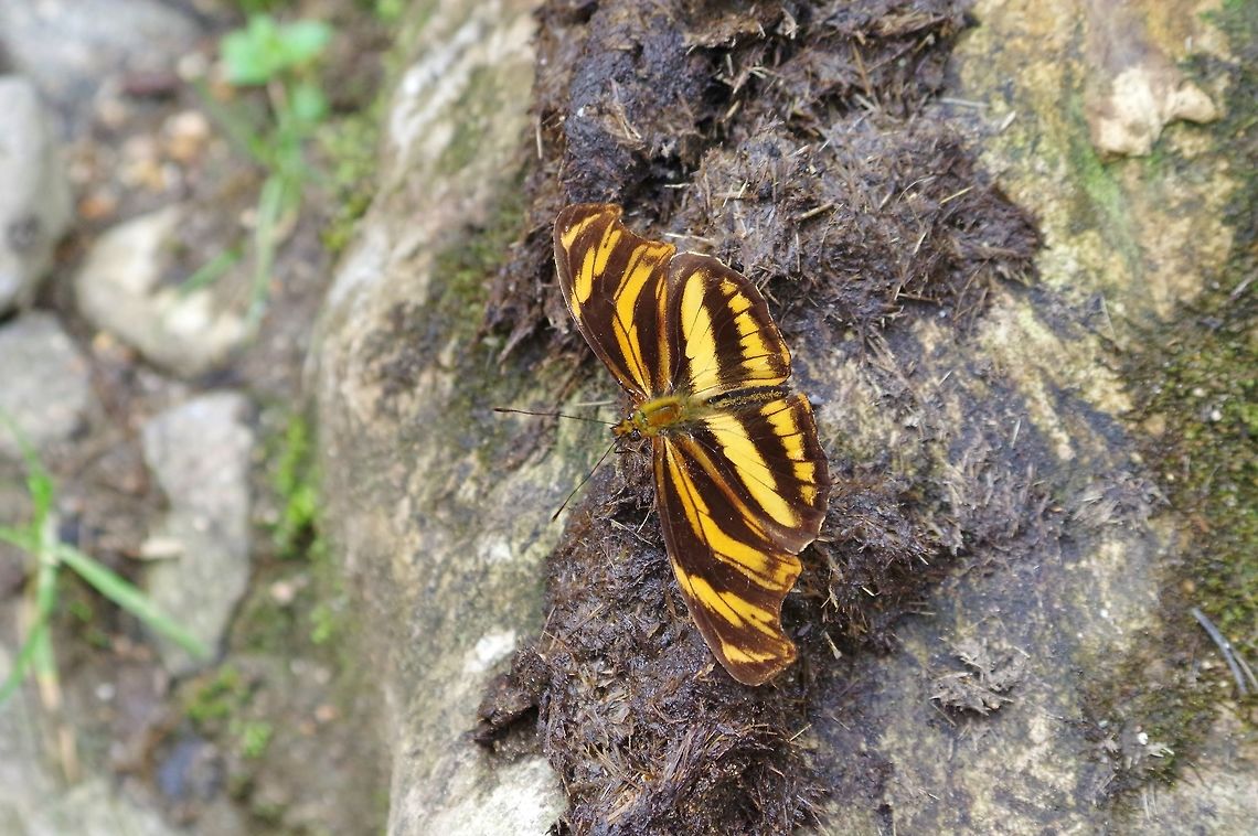 Podotricha judith (Heliconiinae) Ucumari Regional Park, Risaralda, Colombia. Jun 8, 2014. Colombia,Geotagged,Podotricha judith caucana,Spring