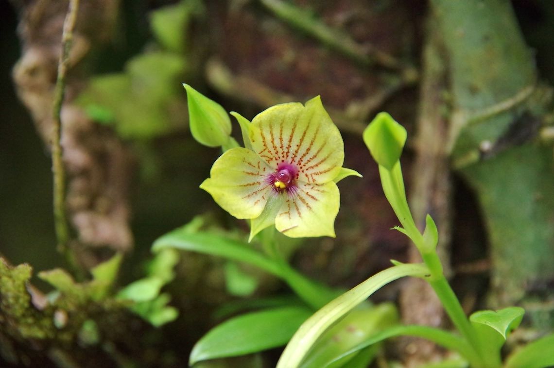 Telipogon andicola (Orchidaceae) Ucumari Regional Park, Risaralda, Colombia. Jun 8, 2014. Colombia,Geotagged,Spring,Telipogon andicola
