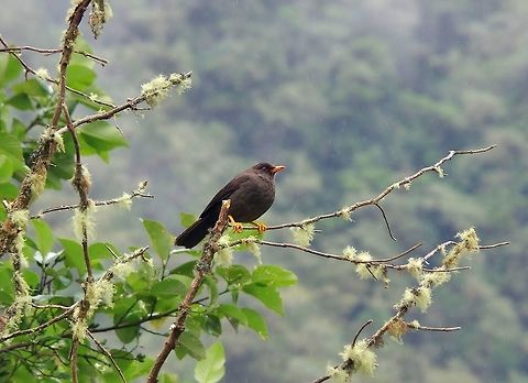 Great thrush (Turdus fuscater) Ucumari Regional Park, Risaralda, Colombia. Jun 8, 2014. Colombia,Geotagged,Great thrush,Spring,Turdus fuscater