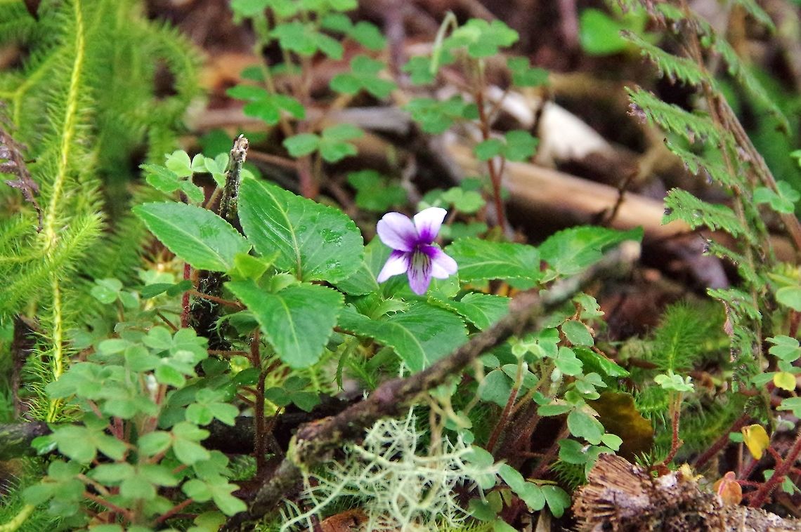 Viola stipularis (Violaceae) Ucumari Regional Park, Risaralda, Colombia. Jun 8, 2014. Colombia,Geotagged,Spring,Viola stipularis