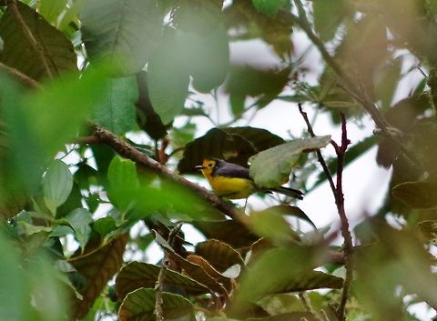 Golden-fronted whitestart (Myioborus ornatus) Ucumari Regional Park, Risaralda, Colombia. Jun 8, 2014. Colombia,Geotagged,Golden-fronted whitestart,Myioborus ornatus,Spring