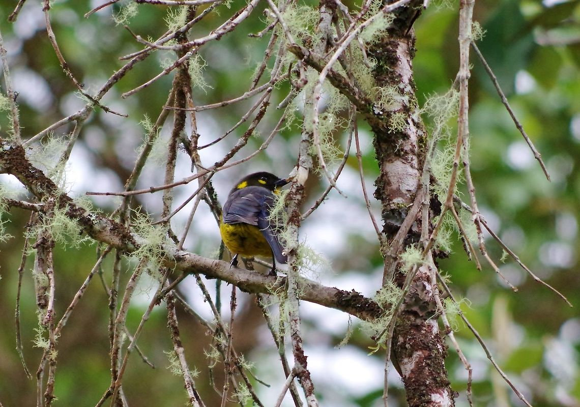 Lacrimose mountain tanager (Anisognathus lacrymosus) Ucumari Regional Park, Risaralda, Colombia. Jun 8, 2014. Anisognathus lacrymosus,Colombia,Geotagged,Lacrimose mountain tanager,Spring