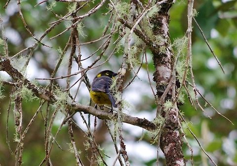 Lacrimose mountain tanager (Anisognathus lacrymosus) Ucumari Regional Park, Risaralda, Colombia. Jun 8, 2014. Anisognathus lacrymosus,Colombia,Geotagged,Lacrimose mountain tanager,Spring
