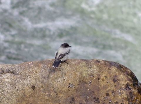 Torrent tyrannulet (Serpophaga cinerea) Ucumari Regional Park, Risaralda, Colombia. Jun 8, 2014. Colombia,Geotagged,Serpophaga cinerea,Spring,Torrent tyrannulet