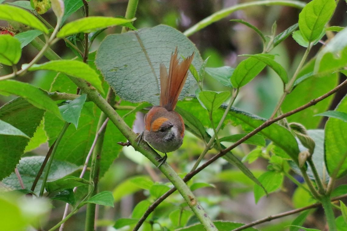 Azara's spinetail (Synallaxis azarae) Ucumari Regional Park, Risaralda, Colombia. Jun 8, 2014. Azaras spinetail,Colombia,Geotagged,Spring,Synallaxis azarae