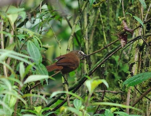 Sharpe's wren (Cinnycerthia olivascens) Ucumari Regional Park, Risaralda, Colombia. Jun 8, 2014. Cinnycerthia olivascens,Colombia,Geotagged,Sepia-brown wren,Spring