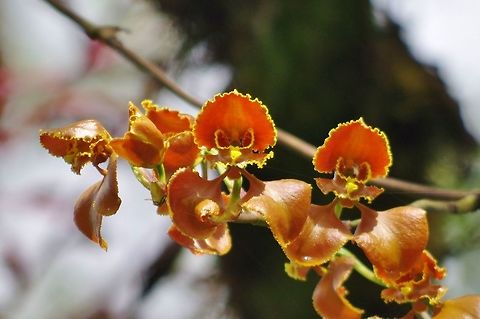 Cyrtochilumm annulare (Orchidaceae) Ucumari Regional Park, Risaralda, Colombia. Jun 8, 2014. Colombia,Cyrtochilum annulare,Geotagged,Spring