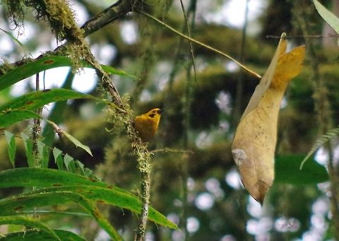 Golden tanager (Tangara arthus) Ucumari Regional Park, Risaralda, Colombia. Jun 9, 2014. Colombia,Geotagged,Golden tanager,Spring,Tangara arthus