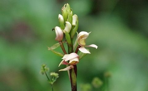 Govenia liliacea (Orchidaceae) Valle de Cocora, Quindio, Colombia. Jun 10, 2014. Colombia,Geotagged,Govenia liliacea,Govenia sodiroi,Spring