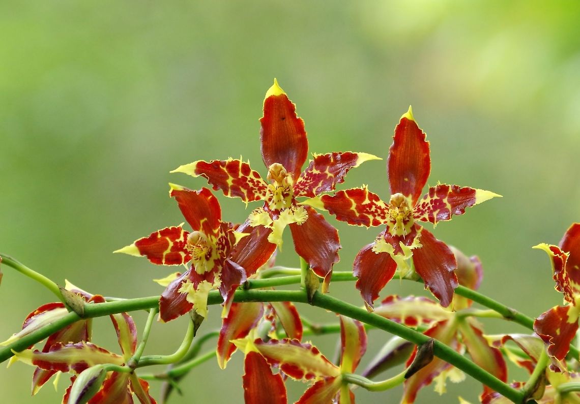 Odontoglossum luteopurpureum (Orchidaceae) Valle de Cocora, Quindio, Colombia. Jun 10, 2014. Colombia,Geotagged,Odontoglossum luteopurpureum,Spring