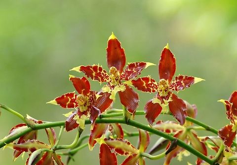 Odontoglossum luteopurpureum (Orchidaceae) Valle de Cocora, Quindio, Colombia. Jun 10, 2014. Colombia,Geotagged,Odontoglossum luteopurpureum,Spring