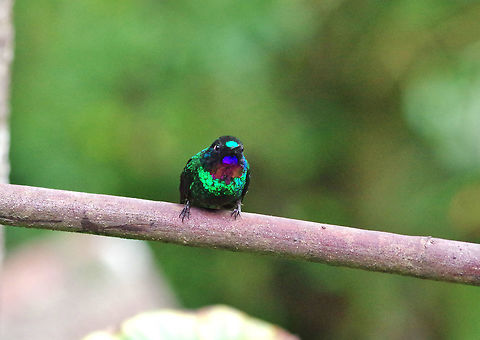 Tourmaline sunangel (Heliangelus exortis) Acaime Reserve, Quindio, Colombia. Jun 10, 2014. Colombia,Geotagged,Heliangelus exortis,Spring,Tourmaline sunangel