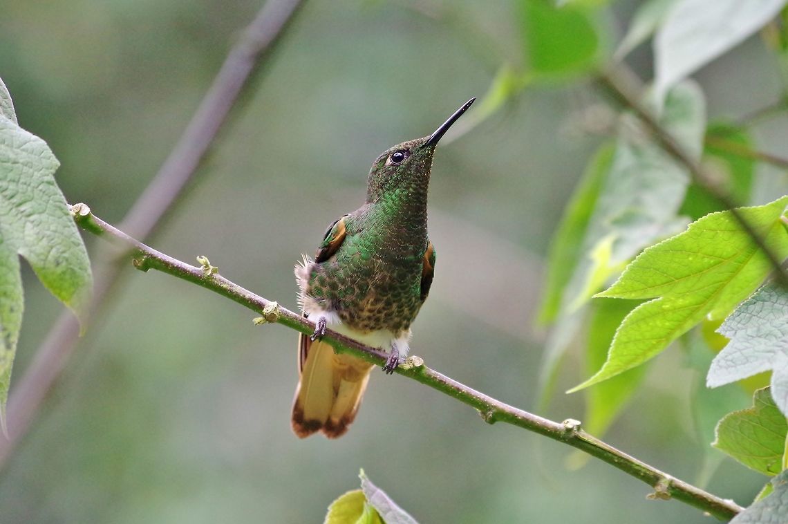 Buff-tailed coronet (Boissonneaua flavescens) Acaime Reserve, Quindio, Colombia. Jun 10, 2014. Boissonneaua flavescens,Buff-tailed coronet,Colombia,Geotagged,Spring
