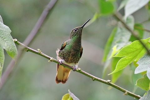 Buff-tailed coronet (Boissonneaua flavescens) Acaime Reserve, Quindio, Colombia. Jun 10, 2014. Boissonneaua flavescens,Buff-tailed coronet,Colombia,Geotagged,Spring