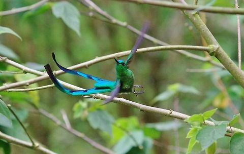 Long-tailed sylph (Aglaiocercus kingii) Acaime Reserve, Quindio, Colombia. Jun 10, 2014. Aglaiocercus kingii,Colombia,Geotagged,Long-tailed sylph,Spring