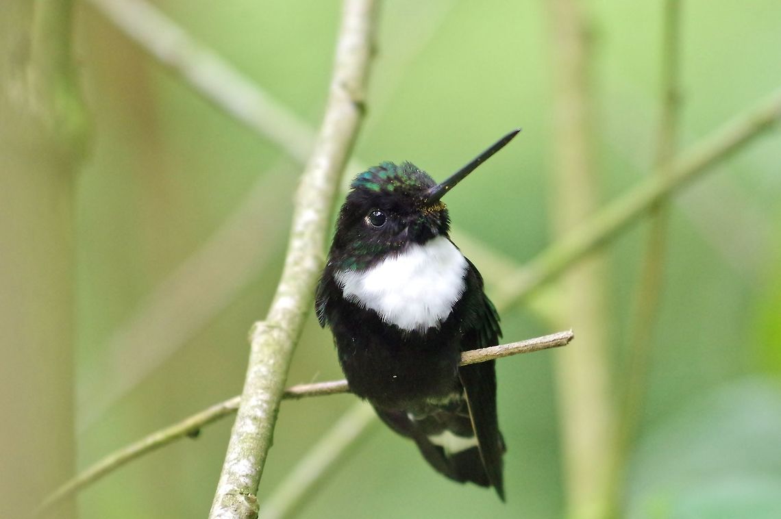 Collared inca (Coeligena torquata) Acaime Reserve, Quindio, Colombia. Jun 10, 2014. Coeligena torquata,Collared inca,Colombia,Geotagged,Spring