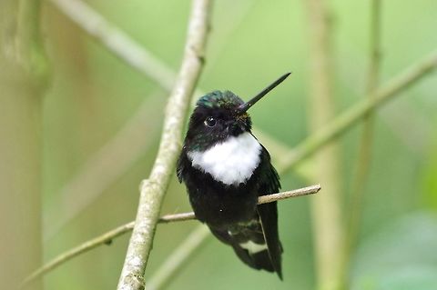 Collared inca (Coeligena torquata) Acaime Reserve, Quindio, Colombia. Jun 10, 2014. Coeligena torquata,Collared inca,Colombia,Geotagged,Spring
