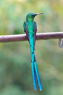 Long-tailed sylph (Aglaiocercus kingii) Acaime Reserve, Quindio, Colombia. Jun 10, 2014. Aglaiocercus kingii,Colombia,Geotagged,Long-tailed sylph,Spring