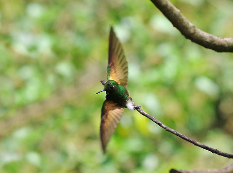 Take-off Acaime Reserve, Quindio, Colombia. Jun 10, 2014. Boissonneaua flavescens,Buff-tailed coronet,Colombia,Geotagged,Spring