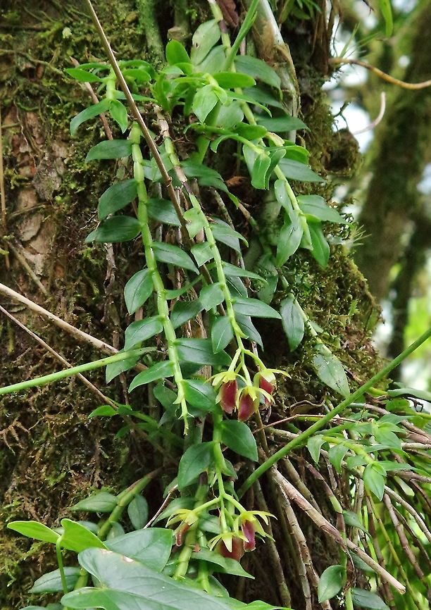 Epidendrum megalospathum (Orchidaceae) Acaime Reserve, Quindio, Colombia. jun 10, 2014. Colombia,Epidendrum megalospathum,Geotagged,Large-sheath Epidendrum,Spring