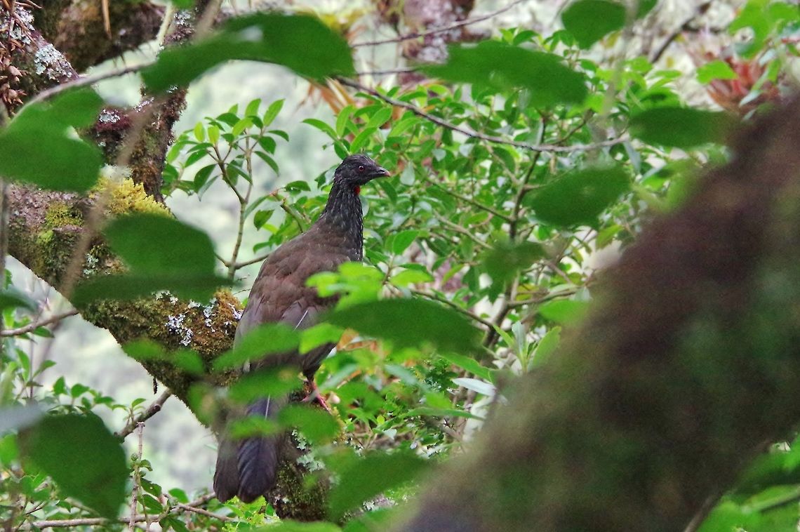 Andean guan (Penelope montagnii) Finca Estrella de Agua, PN Los Nevados, Quindio, Colombia. Jun 10, 2014 Andean guan,Colombia,Geotagged,Penelope montagnii,Spring