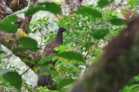 Andean guan (Penelope montagnii) Finca Estrella de Agua, PN Los Nevados, Quindio, Colombia. Jun 10, 2014 Andean guan,Colombia,Geotagged,Penelope montagnii,Spring