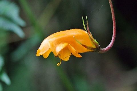 Colummnea strigosa (Gesneriaceae) Finca Estrella de Agua, PN Los Nevados, Quindio, Colombia. Jun 10, 2014 Colombia,Colummnea strigosa,Geotagged,Spring