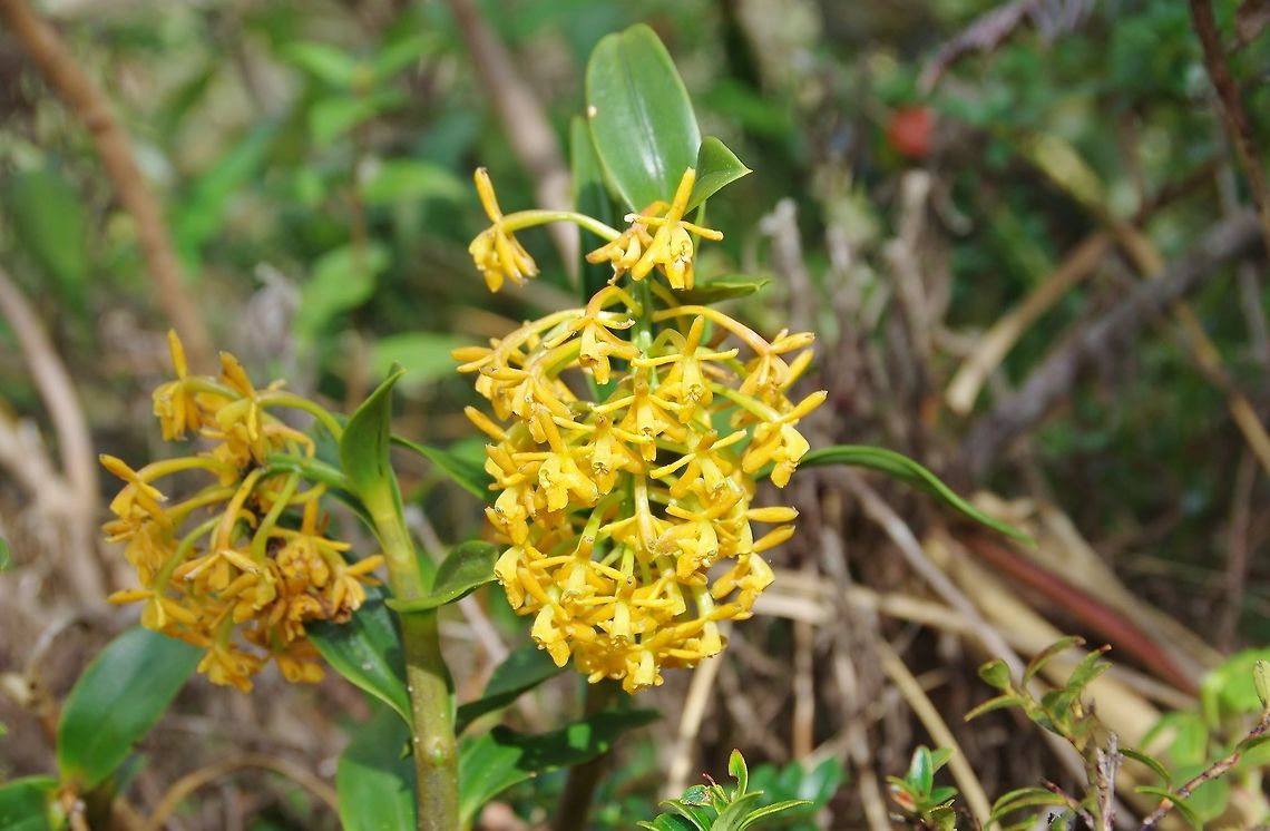 Epidendrum brevicernuum (Orchidaceae) Finca Estrella de Agua, PN Los Nevados, Quindio, Colombia. Jun 10, 2014 Colombia,Epidendrum brevicernuum,Geotagged,Spring