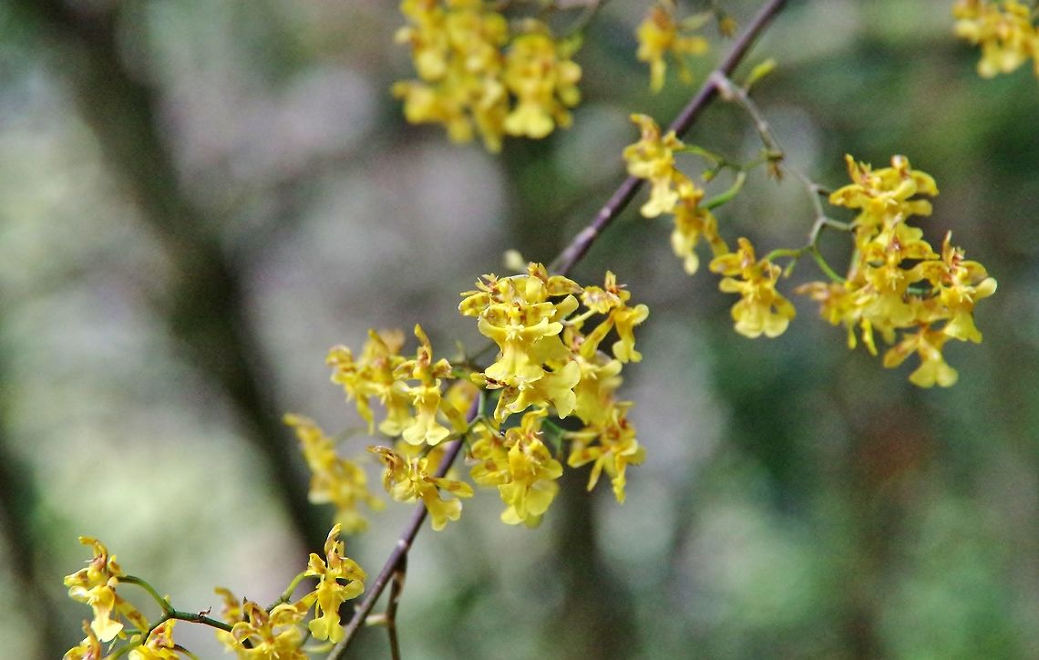 Bird's beak oncidium (Oncidium ornithorynhcum) Finca Estrella de Agua, PN Los Nevados, Quindio, Colombia. Jun 10, 2014 Colombia,Geotagged,Oncidium ornithorhynchum,Spring