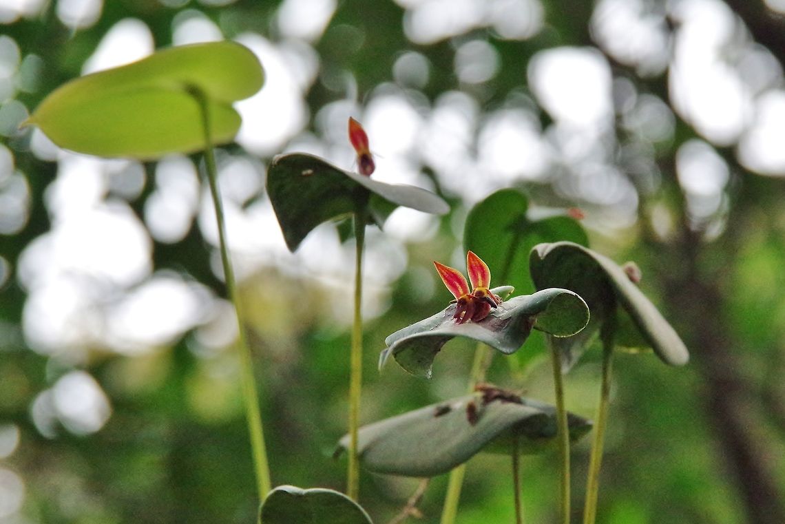 Pleurothallis (Acronia) coriacardia (Orchidaceae) Finca Estrella de Agua, PN Los Nevados, Quindio, Colombia. Jun 10, 2014 Colombia,Geotagged,Pleurothallis coriacardia,Spring