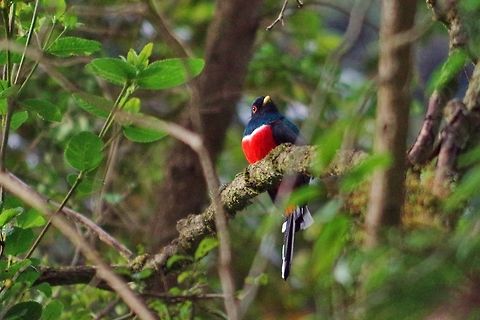 Masked trogon (Trogon personatus) male Finca Estrella de Agua, PN Los Nevados, Quindio, Colombia. Jun 10, 2014 Colombia,Geotagged,Masked trogon,Spring,Trogon personatus