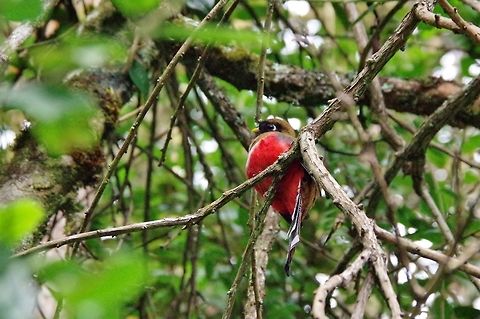 Masked trogon (Trogon personatus) female Finca Estrella de Agua, PN Los Nevados, Quindio, Colombia. Jun 10, 2014 Colombia,Geotagged,Masked trogon,Spring,Trogon personatus