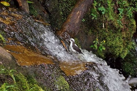 White-capped dipper (Cinclus leucocephalus) Finca Estrella de Agua, PN Los Nevados, Quindio, Colombia. Jun 10, 2014 Cinclus leucocephalus,Colombia,Geotagged,Spring,White-capped dipper