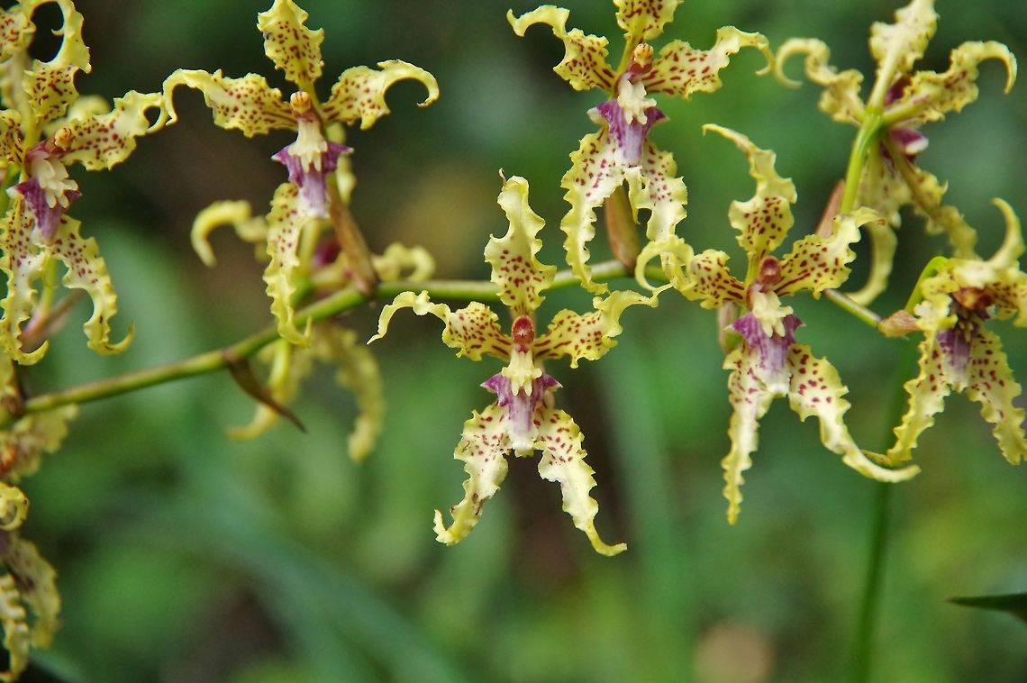 Cyrtochilum ramosissimum (Orchidaceae) Finca Estrella de Agua, PN Los Nevados, Quindio, Colombia. Jun 11, 2014 Colombia,Cyrtochilum ramosissimum,Geotagged,Spring