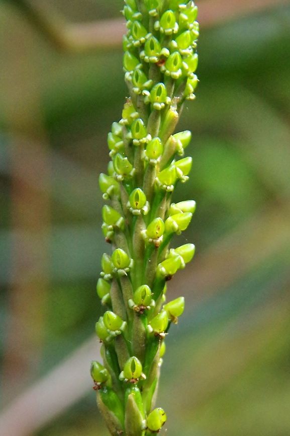 Prescottia stachyodes (Orchidaceae) Finca Estrella de Agua, PN Los Nevados, Quindio, Colombia. Jun 11, 2014 Colombia,Geotagged,Prescottia stachyodes,Spring