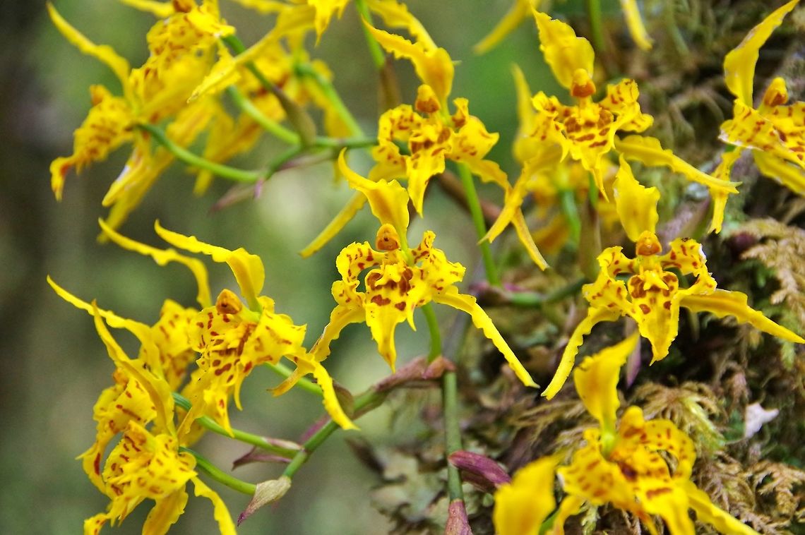 Cyrtochilum auropurpureum (Orchidaceae) Finca Estrella de Agua, PN Los Nevados, Quindio, Colombia. Jun 11, 2014 Colombia,Cyrtochilum auropurpureum,Geotagged,Spring