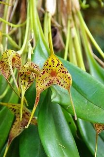 Masdevallia laevis (syn: affinis) (Orchidaceae) Finca Estrella de Agua, PN Los Nevados, Quindio, Colombia. Jun 11, 2014 Colombia,Geotagged,Masdevallia affinis,Masdevallia laevis,Spring