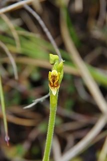 Pterichis pauciflora (Orchidaceae) Paramo de Romerales, PN Los Nevados, Quindio, Colombia. Jun 11, 2014 Colombia,Geotagged,Pterichis pauciflora,Spring