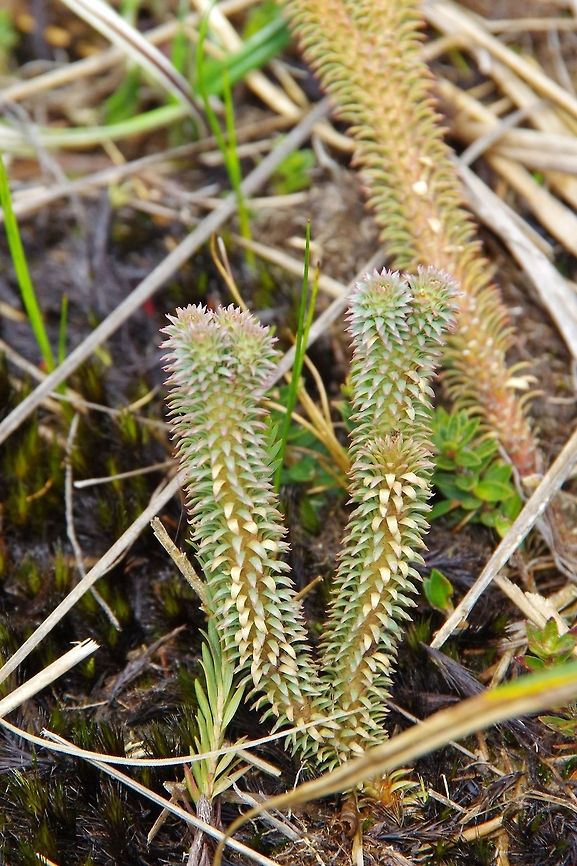 Phlegmariurus brevifolius (Lycopodiaceae) Paramo de Romerales, PN Los Nevados, Quindio, Colombia. Jun 11, 2014 Colombia,Geotagged,Phemeranthus brevifolius,Pygmy Fameflower,Spring