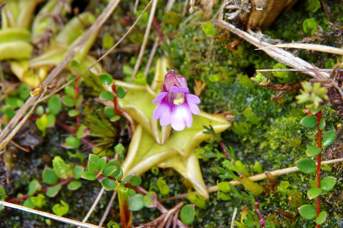 Pinguicula calyptrata (Lentibulariaceae) Paramo de Romerales, PN Los Nevados, Quindio, Colombia. Jun 11, 2014 Colombia,Geotagged,Pinguicula calyptrata,Spring