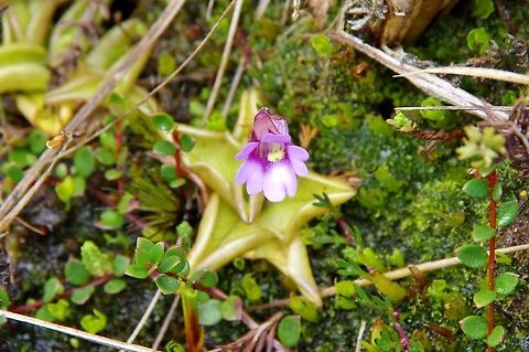 Pinguicula calyptrata (Lentibulariaceae) Paramo de Romerales, PN Los Nevados, Quindio, Colombia. Jun 11, 2014 Colombia,Geotagged,Pinguicula calyptrata,Spring