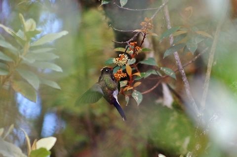 Rainbow-bearded thornbill (Chalcostigma herrani) Paramo de Romerales, PN Los Nevados, Quindio, Colombia. Jun 11, 2014 Chalcostigma herrani,Colombia,Geotagged,Rainbow-bearded thornbill,Spring
