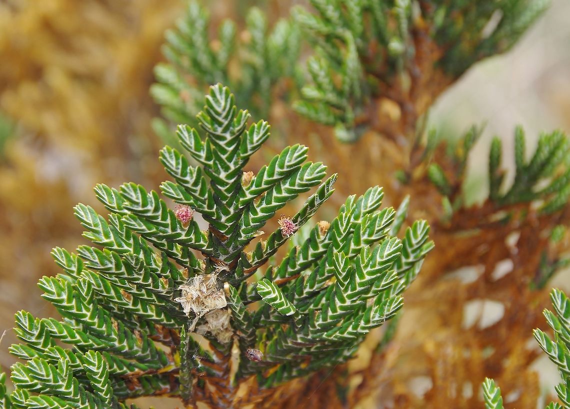 Loricaria complanata (Asteraceae) Paramo de Romerales, PN Los Nevados, Quindio, Colombia. Jun 11, 2014 Colombia,Geotagged,Loricaria complanata,Spring
